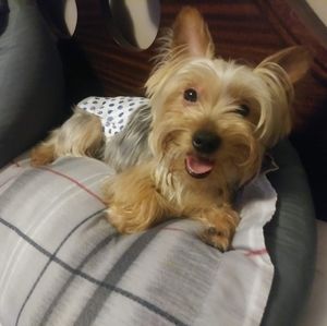 Meet your Posher, Samuel